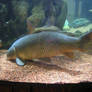 i am a Carp