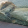 lion belly