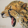 Gepard