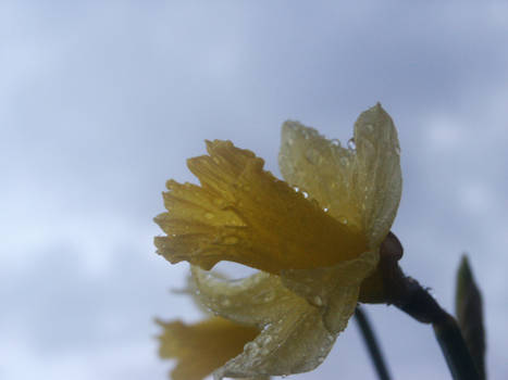 Rain drops on your pedals