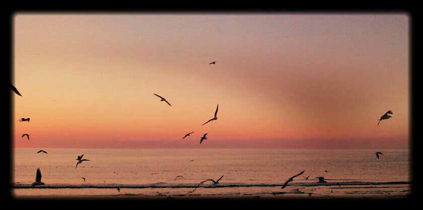 seagulls in blackpool