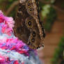 butterfly on mah hat