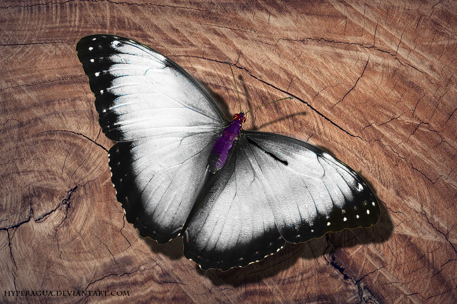 No 12 Catching a Calm Butterfree by Hyperagua