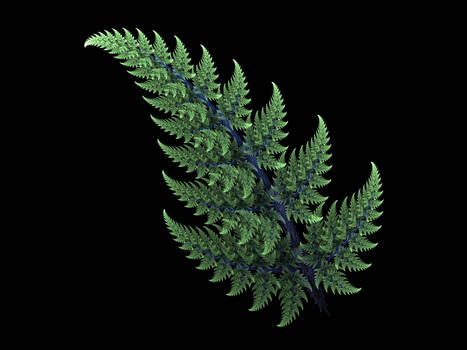 Apophysis Feathered Fern Frond