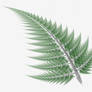 Apophysis Fern