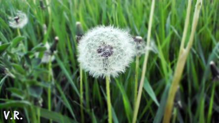 Dandelion