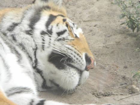 Sleeping Tiger