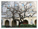 Fine Arts Museum tree by Elorine