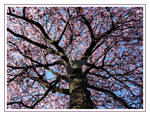 Blossoming sky by Elorine