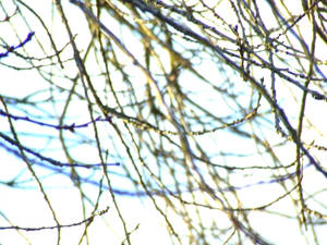 Abstract branches