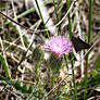 A flower and a moth