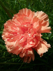 Carnation