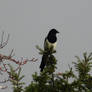 Magpie