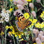 Small Tortoiseshell