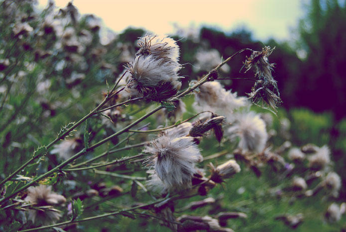 wind whistles in thistles