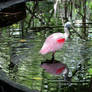 flamingo gardens 17