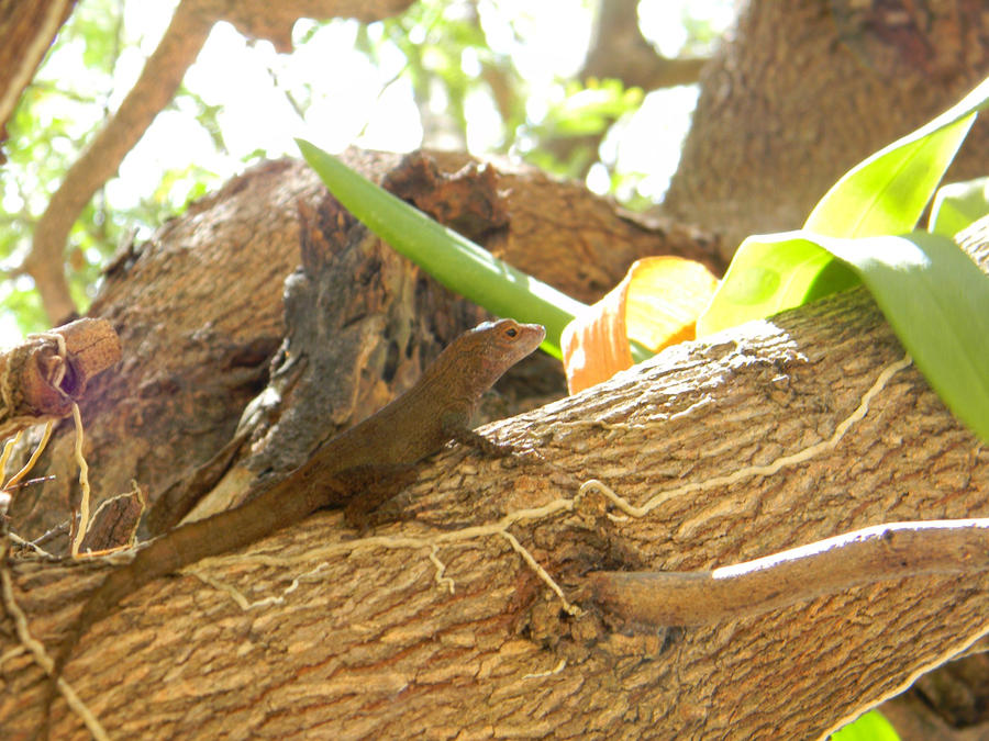 Island Gecko