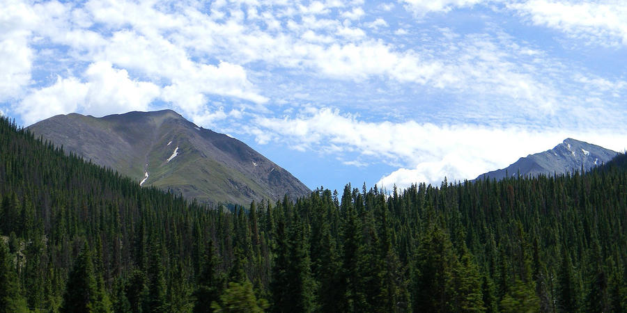 Mountain Forest