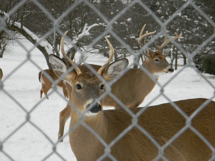 Winter Deer