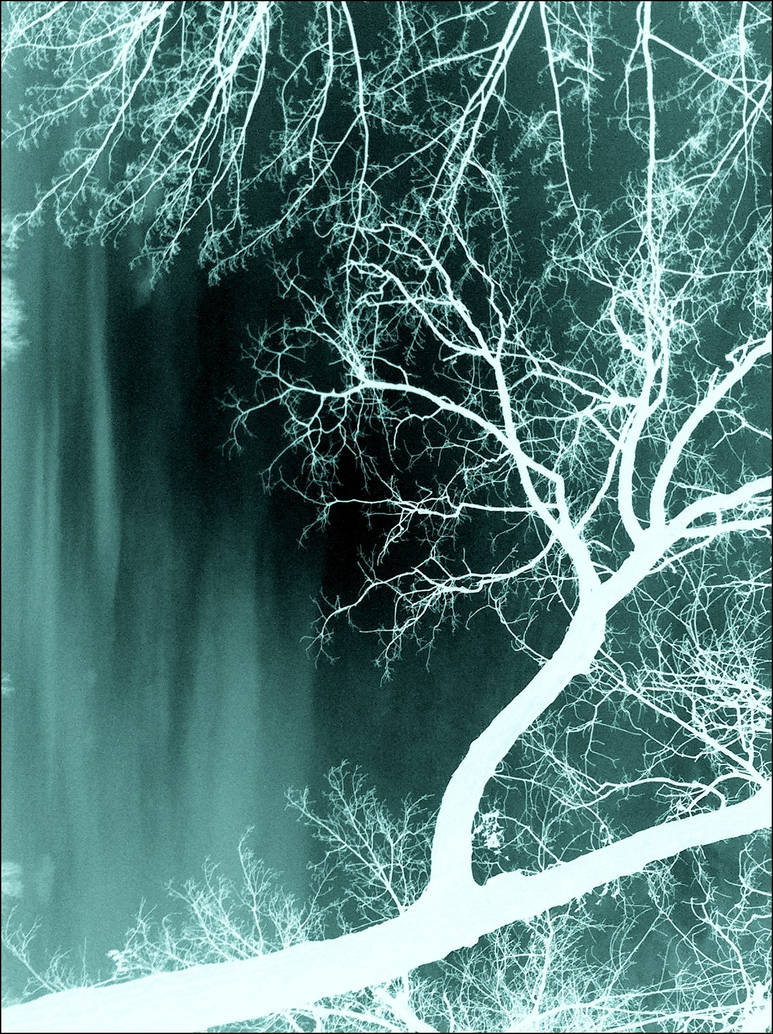 X-ray Trees by EndOfGreatness on DeviantArt
