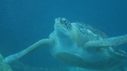 Sea Turtle