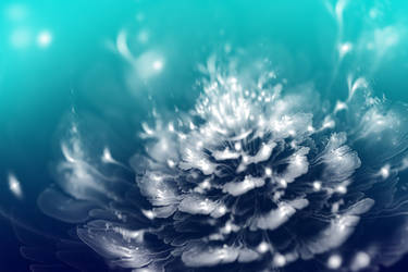 Illuminated (Moon Flower)