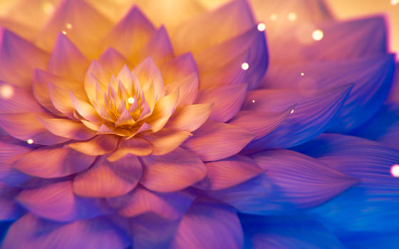 Sunset Lotus