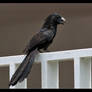 Crotophaga sulcirostris.