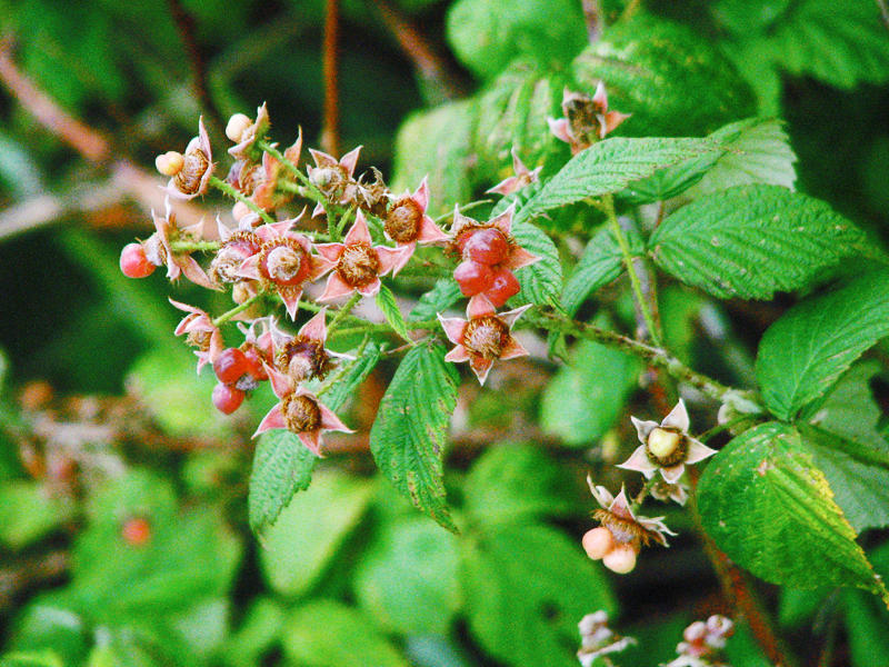 raspberries - 2 by kayla02 on DeviantArt