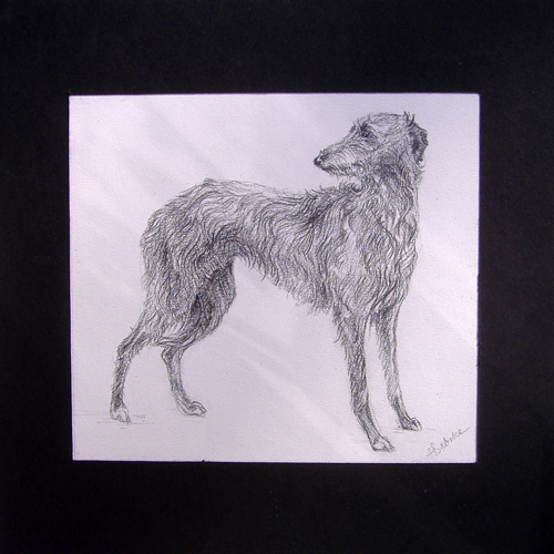 Deerhound