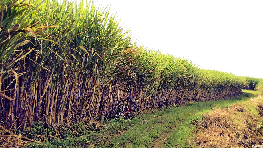 sugar cane