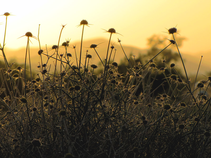 thistle