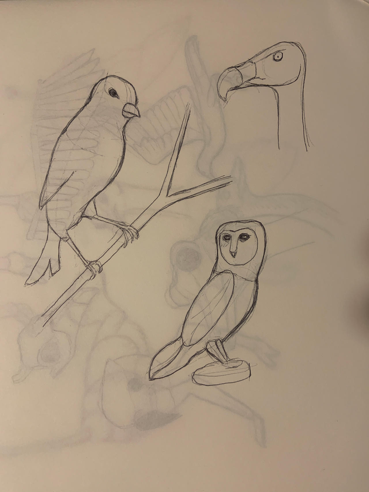 Birds Deviantart Bird drawings by dbot123 on DeviantArt