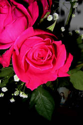 red roses red roses 2