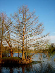 tree on lake a