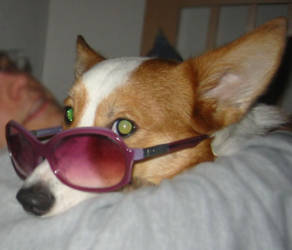 he needs doggles