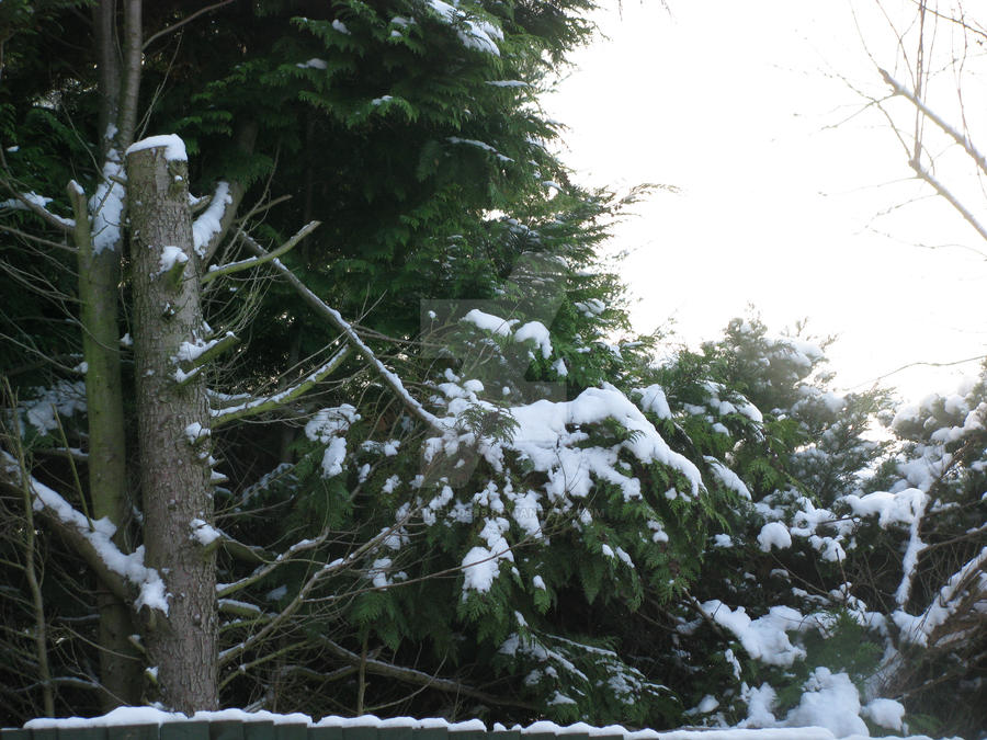 Snow Tree 7205