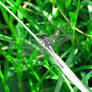 Dragonfly2 0054