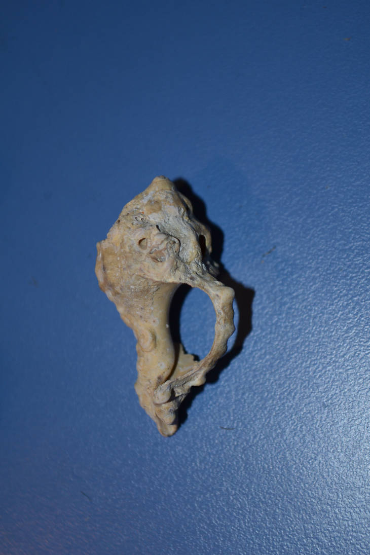 Strange shell by Frelseren on DeviantArt