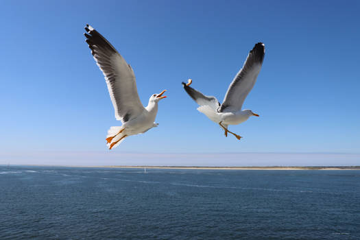 2 seagulls trying to catch the food