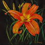 day lily watercolor