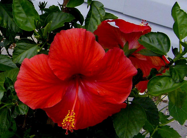 hibiscus plant