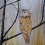 barred owl