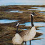 geese in the marsh