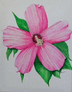 Hibiscus Flower