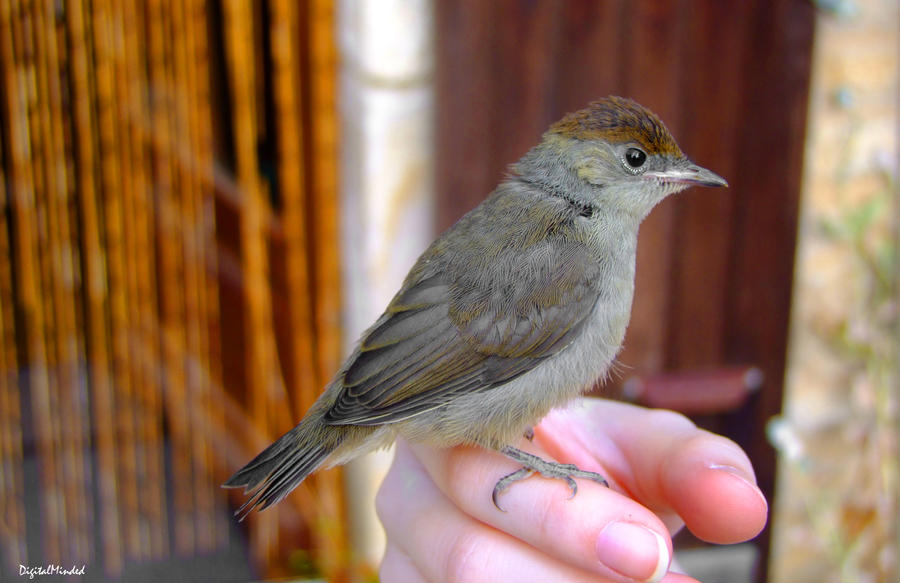 Black haired warbler