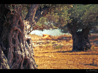 Elder Trees