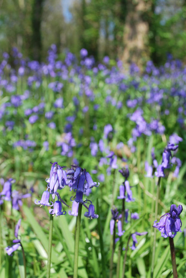 Blue Bell Forest II