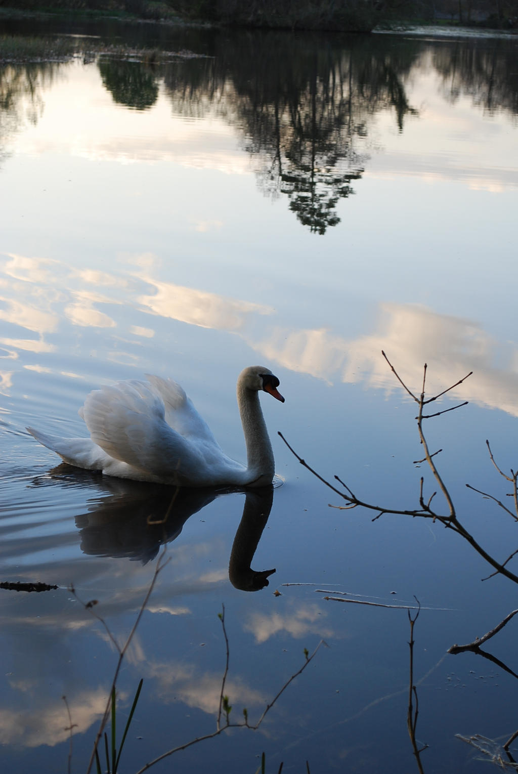 Swan 2009