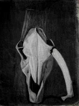 Cow Skull